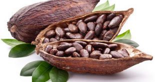 قیمت بهترین پودر کاکائو